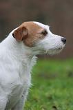 PARSON RUSSEL TERRIER 272